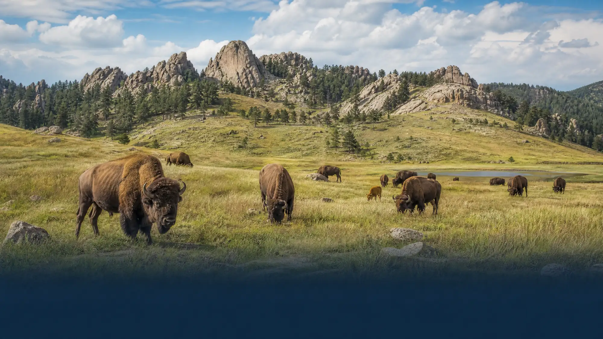 Fahren Sie 18 Meilen durch offene Graslandschaften, um eine frei lebende Herde von 1,350 Amerikanischen Bisons, bettelnde Burros und Präriehunde zu sehen.