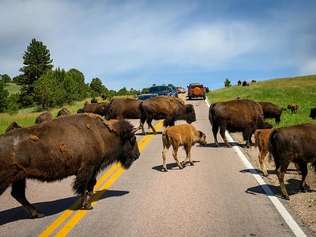 Herd of bison crossing a paved road with cars waiting