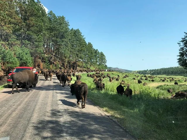 Bison herd crossing a road near a red pickup truck