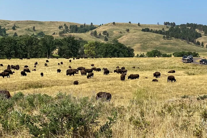 Große Bisonherde, die auf einem trockenen, grasigen Feld mit Hügeln weidet