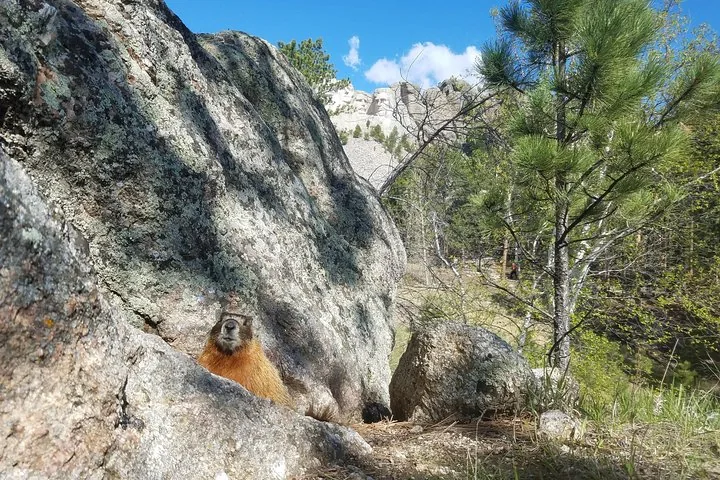 Ein Gelbbauchmurmeltier ruht neben einem großen Felsen nahe dem Mount Rushmore