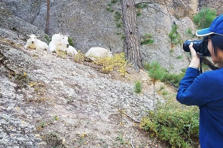 Person fotografiert drei Bergziegen, die auf einem felsigen Hang ruhen