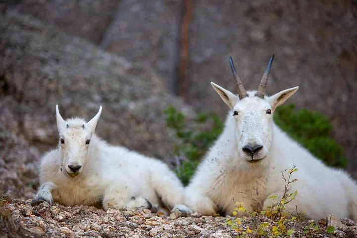 Nahaufnahme einer Schneeziege und ihres Jungen, die auf Felsen ruhen